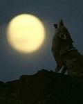 pic for Wolf With Moon
